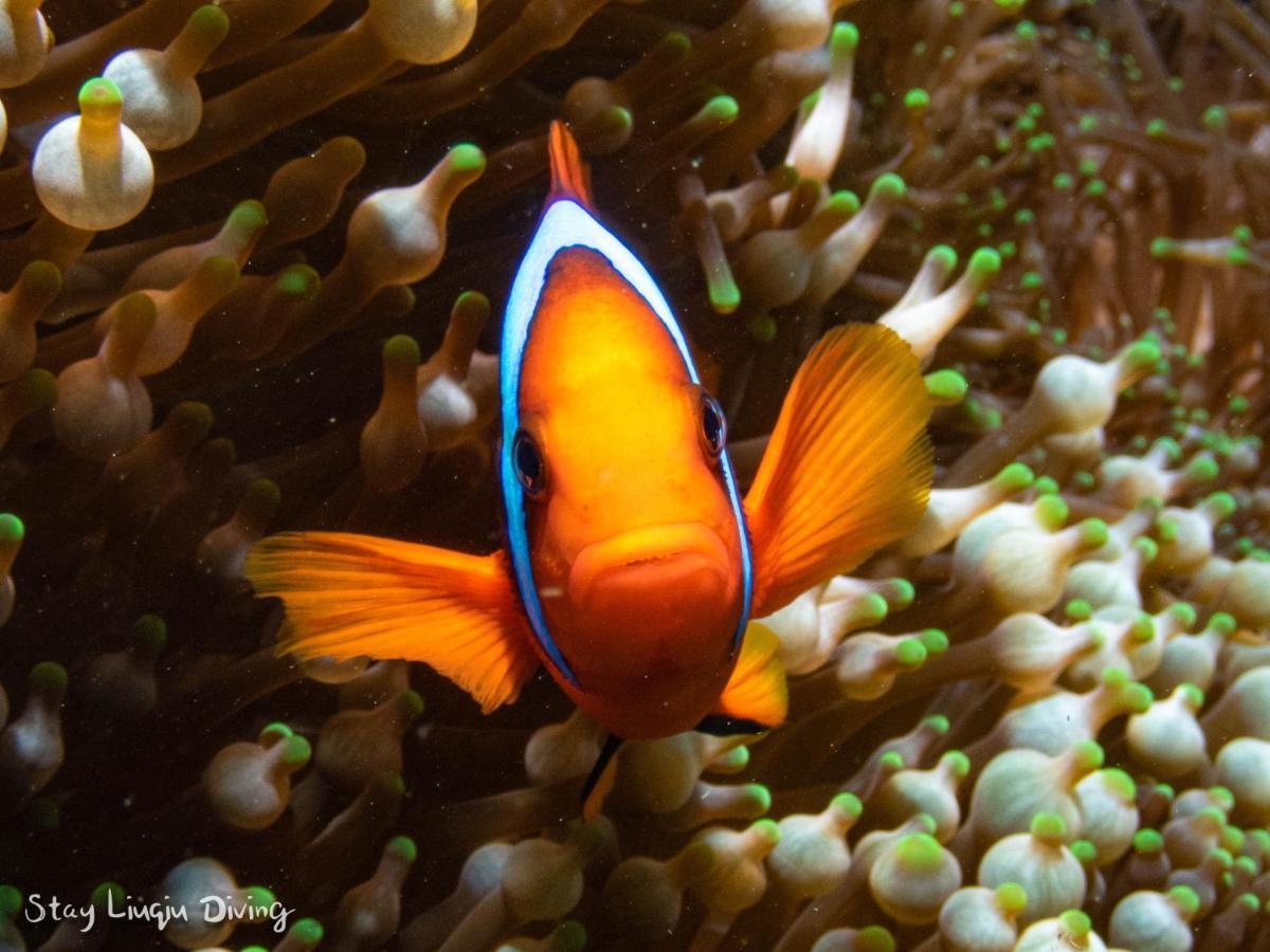 Stay Liuqiu Diving Hostel Сяолюцю Екстер'єр фото